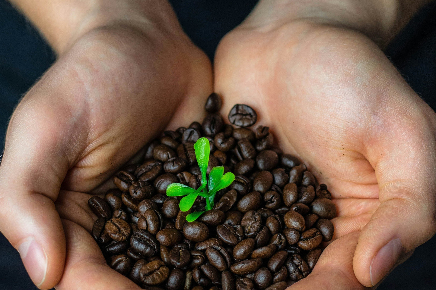 Café arabica bio en grain